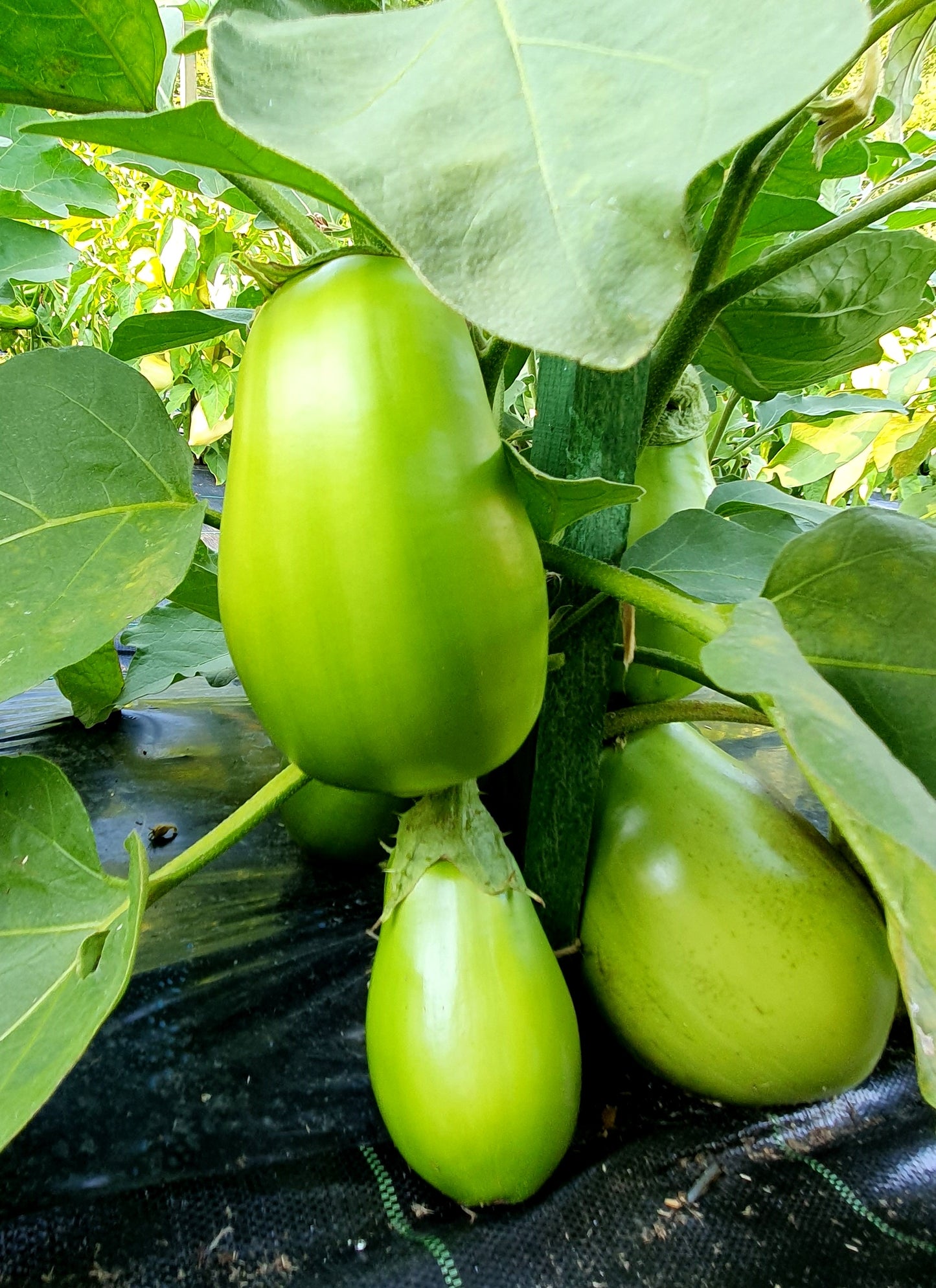 BIG GREEN Eggplant